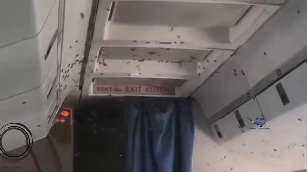 Uçağı Arılar Bastı BM İnsani Yardım Uçağı