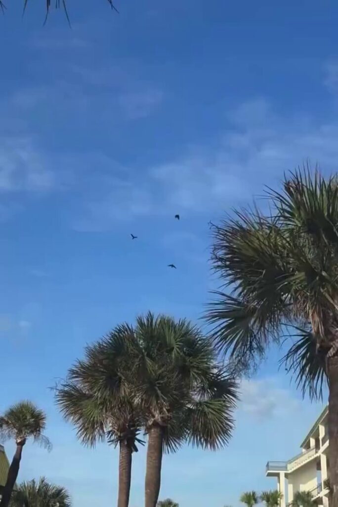 American Airlines Uçağı Kuş Çarpması Şüphesiyle Myrtle Beach’e Döndü American Airlines